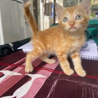 WILFRID, chat à adopter