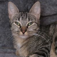 LUNA, chatte à adopter