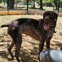Raven, chienne à adopter