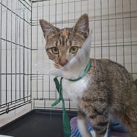 APPY, chatte à adopter