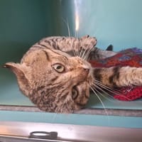 OCTAVE, chat à adopter