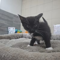 WAMIZ, chat à adopter