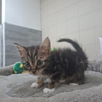 PANZA, chat à adopter