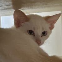 Zolet, chat à adopter