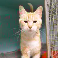 Archie Cab4457, chat à adopter