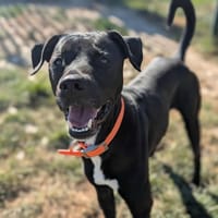 BROOK, chien à adopter