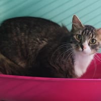 POLARIS, chat à adopter