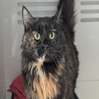RUBY, chatte à adopter
