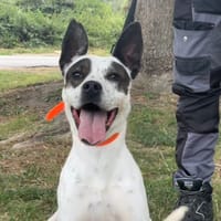 TESSY, chienne à adopter