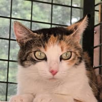 MAYA, chatte à adopter