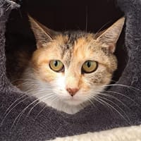 ROSITA, chatte à adopter