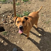 Bulma, chienne à adopter