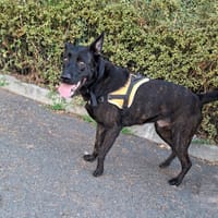 Alfred, chien à adopter