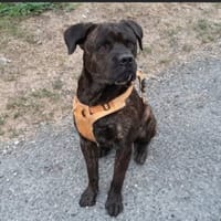 Nacio, chien à adopter