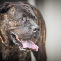 Nacio, chien à adopter