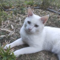 CAPTAIN COOK, chat à adopter