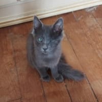 ARIANE, chatte à adopter
