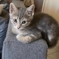 ALOE, chatte à adopter
