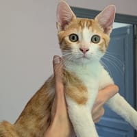 ANDY, chat à adopter