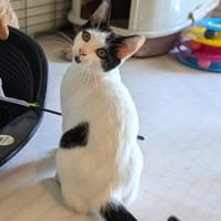ABBY, chatte à adopter