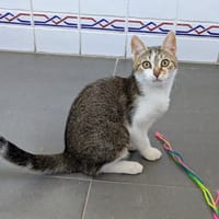 AMELIE, chatte à adopter