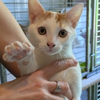 ASCOT, chat à adopter
