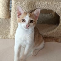 ANGIE, chatte à adopter
