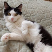 YACINTA, chatte à adopter