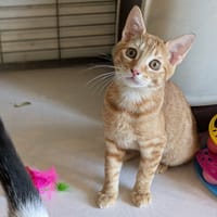 ARCHIE, chat à adopter