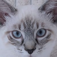PITO, chat à adopter