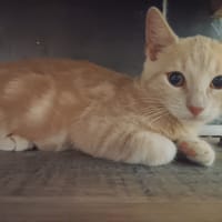 RAJAH, chat à adopter