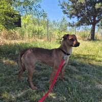 Grażka, suczka do adopcji