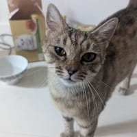 CREVETTE, chatte à adopter