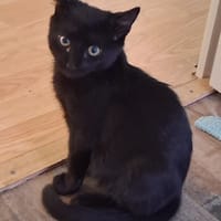 BAGHEERA**, chat à adopter