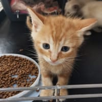 HORUS, chat à adopter