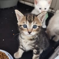 PAKHOUM, chat à adopter