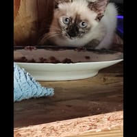 Rhapsody, chatte à adopter