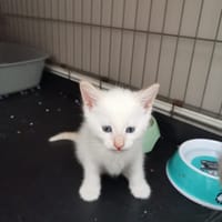 KHÉOPS, chat à adopter