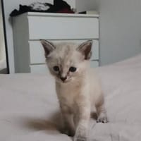 NEPHTYS, chatte à adopter