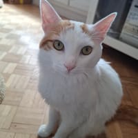 Vivaldi, chat à adopter