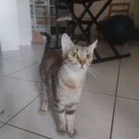 Sushi, chatte à adopter
