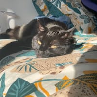Otis, chat à adopter