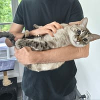 Nevada, chatte à adopter