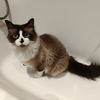 Kaki, chatte à adopter