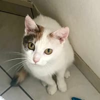 Didi, chatte à adopter