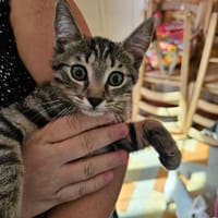 Chatons, chat à adopter