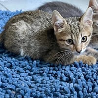 ASTRO**, chat à adopter
