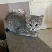 AIKO**, chat à adopter