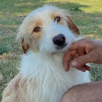 Leone, cane da adottare