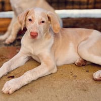 carlotta, cane femmina da adottare
